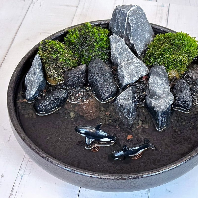 Beginner's DIY-Micro-landscape Moss Wild Fun Basin/Whale Jumping in the Waves - Items for Display - Plants & Flowers 