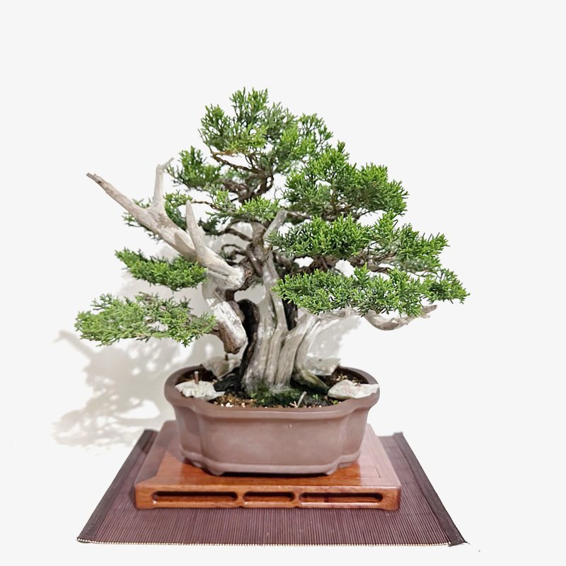 藏品・日本系魚川真柏・シンパク - 盆栽/植栽 - 植物．花 