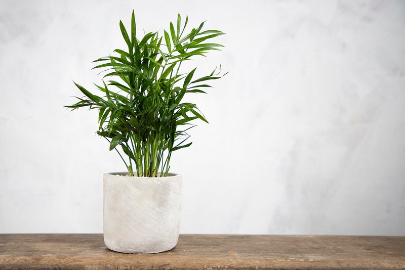 【室內盆栽】袖珍椰子 觀葉植物 盆栽 植栽 開幕送禮 發財樹 - 植栽/盆栽 - 植物．花 綠色
