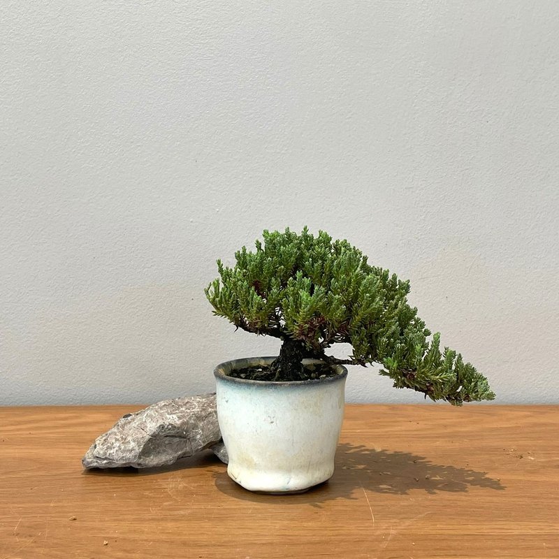 Juniperus chinensis L.|  Bonsai Planet - ตกแต่งต้นไม้ - พืช/ดอกไม้ 