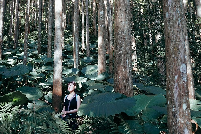 【體驗】【高島縱走】一日單攻系列・六星級療癒系森林漫遊