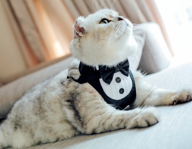 Deacon's chest strap [for cats] with leash - ชุดสัตว์เลี้ยง - ผ้าฝ้าย/ผ้าลินิน 