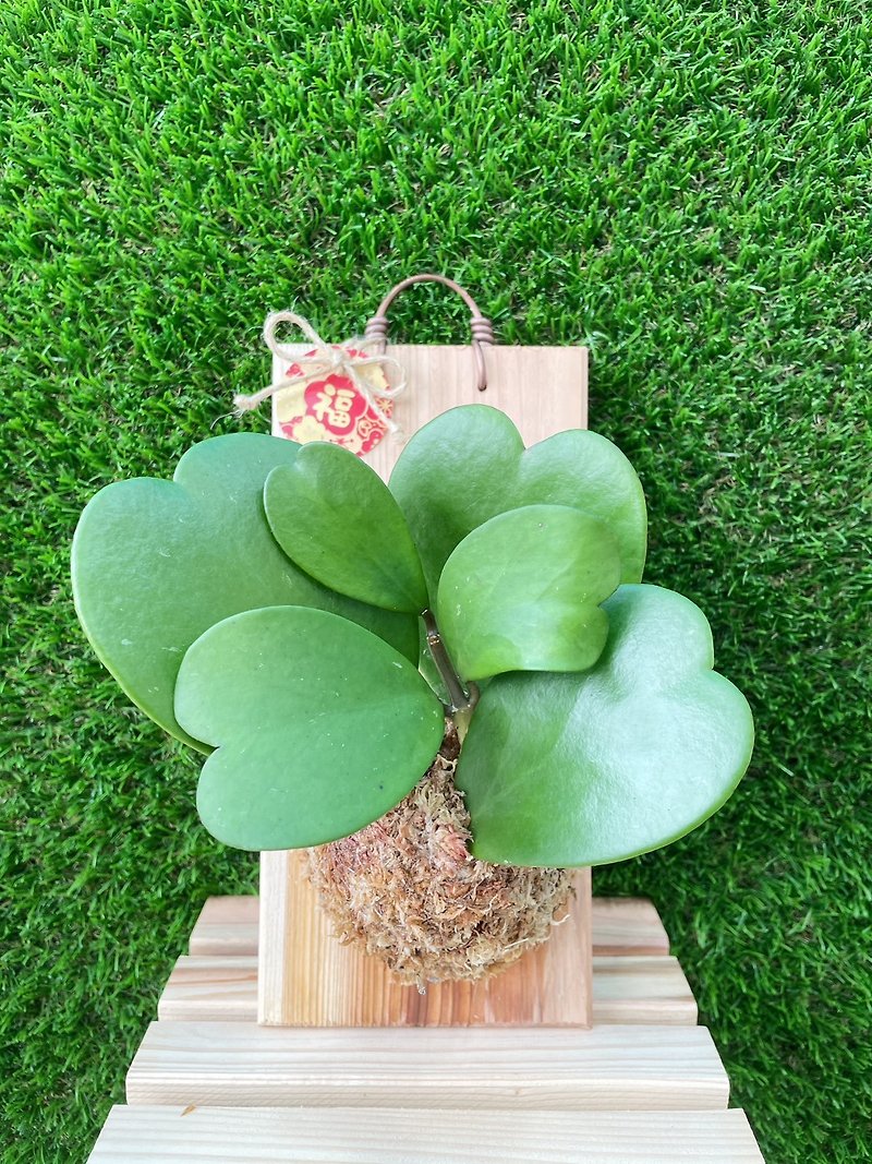 [Where the fern is planted] Heart leaf ball orchid on the board plant sphagnum plant on the board wall decoration home decoration - ตกแต่งต้นไม้ - พืช/ดอกไม้ 