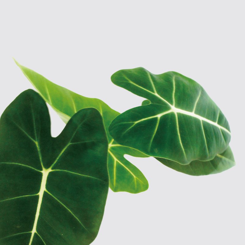 │ Square Basin Series│ Velvet Leaf Avalokitesvara-Foliage Plant Hydroponic Ceramic Lazy Potted Plant - Plants - Plants & Flowers 