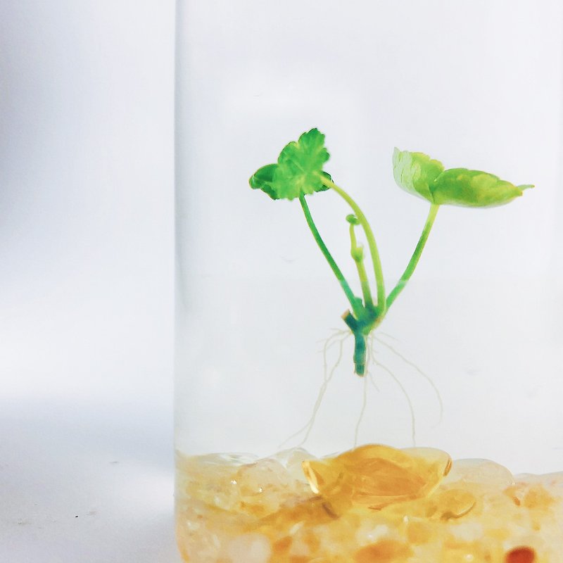 【小葉銅金草】イエローデコレーションラッキーウォーターウィードホットセール - 観葉植物 - ガラス 透明