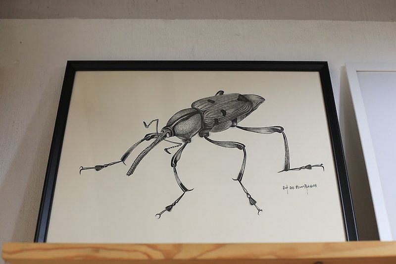 紙 掛牆畫/海報 - 寫實純手繪 | 象鼻蟲 甲蟲 | 自然類 | 含IKEA畫框