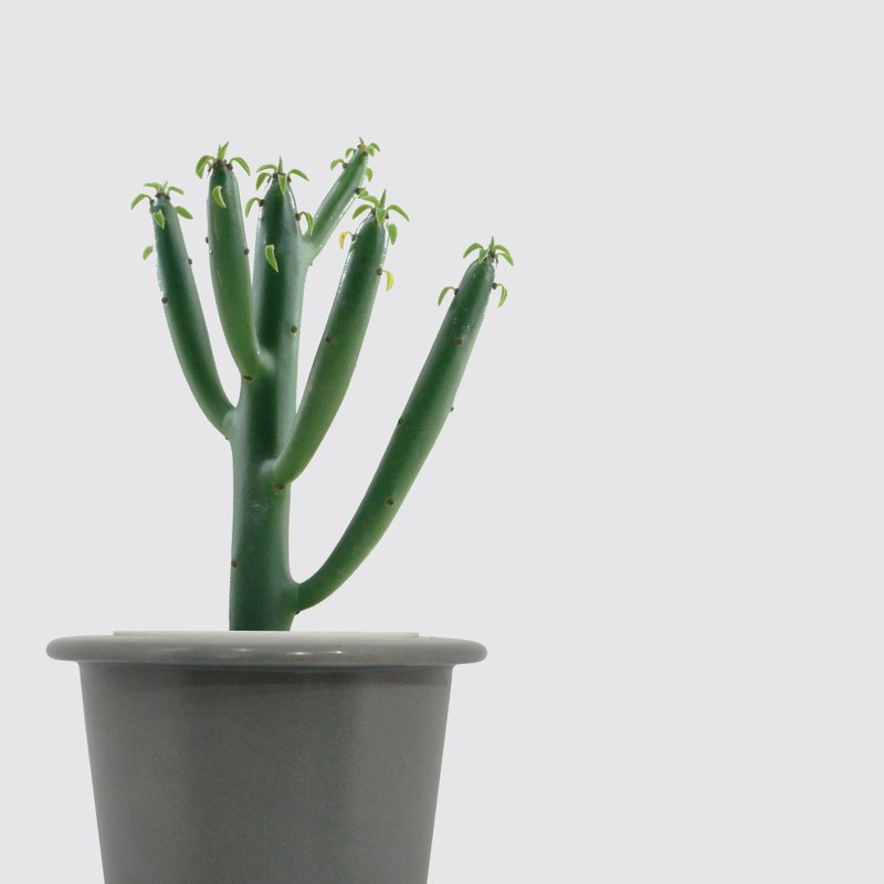 │ Kiln Porcelain Series │ Green Coral - Succulents Porcelain Hydroponic Plants Lazy Potted Plants - ตกแต่งต้นไม้ - เครื่องลายคราม 