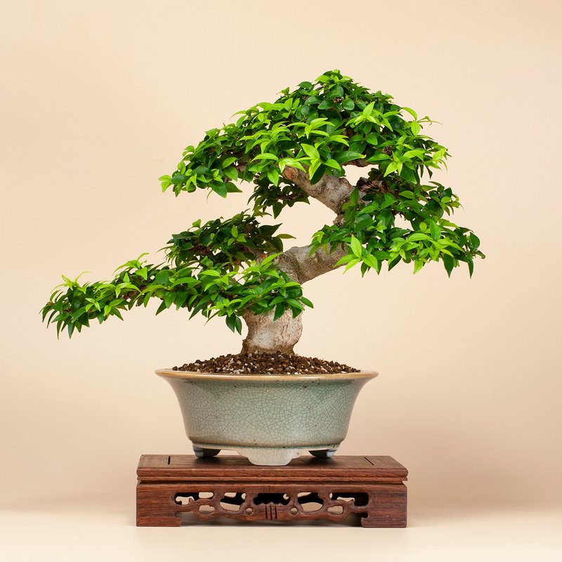 【Sketch Bonsai】Ji Perfume Plum Bonsai Shape Gift Plant - ตกแต่งต้นไม้ - พืช/ดอกไม้ 