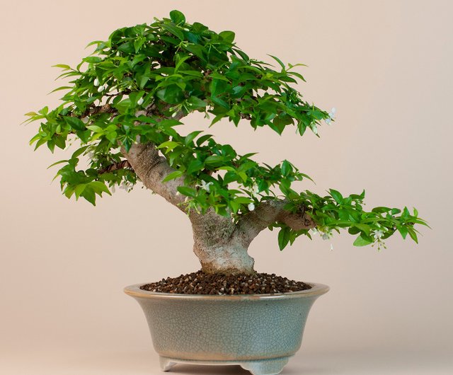 Green Scape | かっこいい梅、入荷してます 紅冬至 早咲き品種