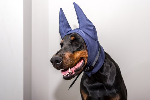 Doberman hat 2025