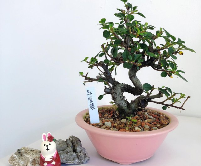 紅紫檀red Sandalwood 設計館盆景星球bonsai Planet 植栽 盆栽 Pinkoi