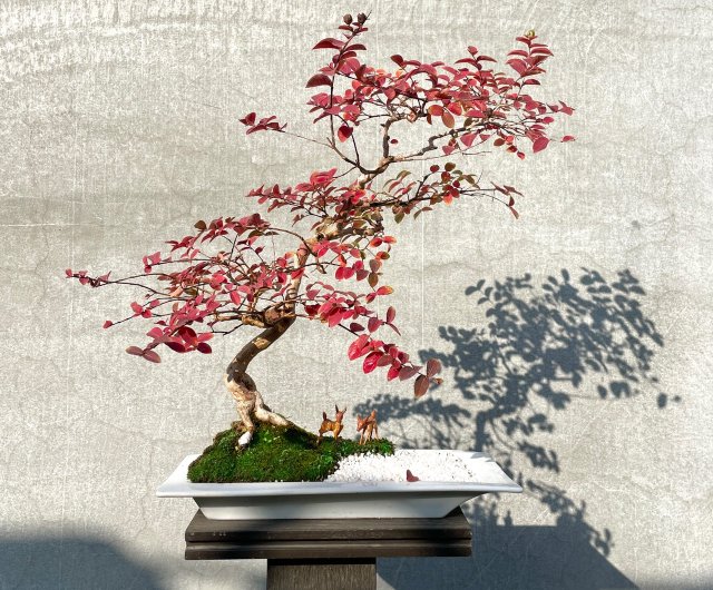 盆栽 - サルスベリ盆栽ギフト - ショップ rustic-charm-bonsai 観葉植物 - Pinkoi