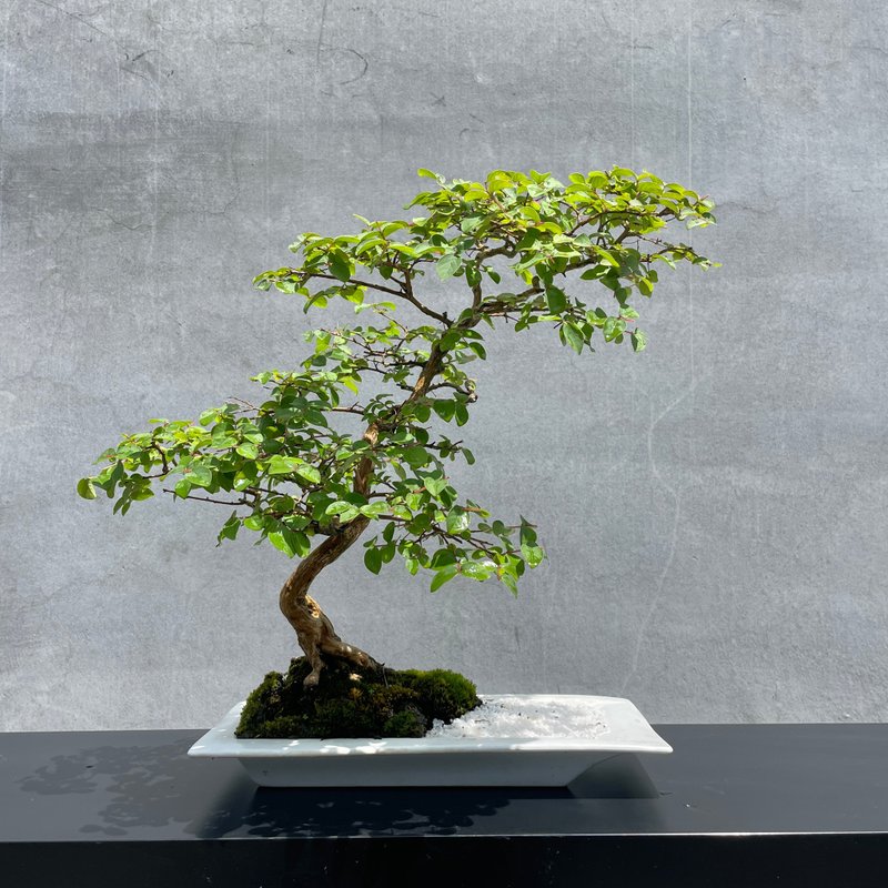 盆栽-紫薇 百日紅 盆景 送禮 - 盆栽/植栽 - 植物．花 
