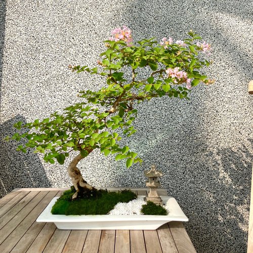 サルスベリ 盆栽 | BONSAI Labo ウエブショップ