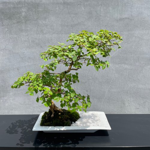 鉢植え - サルスベリ ハイビスカス 盆栽 ギフト - ショップ rustic 鉢植え - サルスベリ ハイビスカス 盆栽 ギフト - ショップ rustic