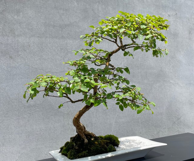 小品盆栽サルスベリ 小品盆栽：サルスベリ（萬古焼丸鉢）*鉢植え 鉢花 百日紅