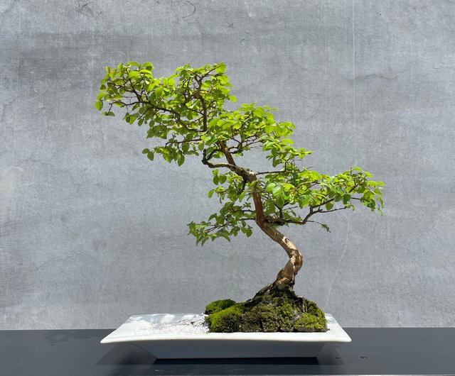 鉢植え - サルスベリ ハイビスカス 盆栽 ギフト - ショップ