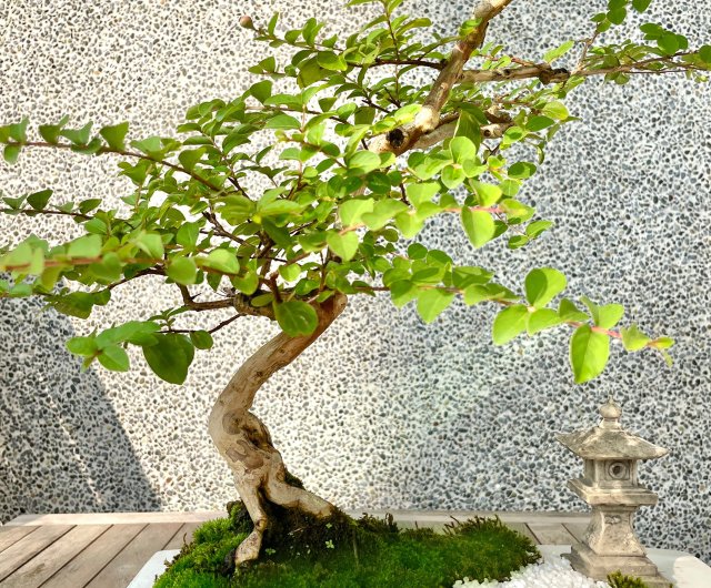 楽天市場】夏の花 盆栽「百日紅」 プレゼント ギフト サマー