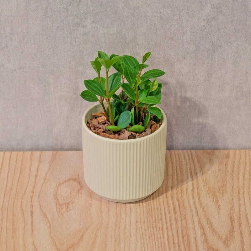 翡翠椒草 莫蘭迪色系直紋陶盆 室內植物 觀葉植物 禮物 盆栽 - 盆栽/植栽 - 植物．花 黃色