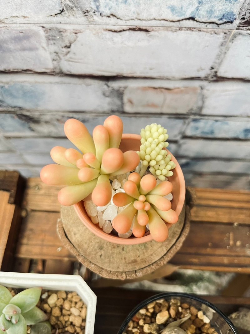 多肉下午茶 黏土 手作 乙女心 - 擺飾/家飾品 - 植物．花 