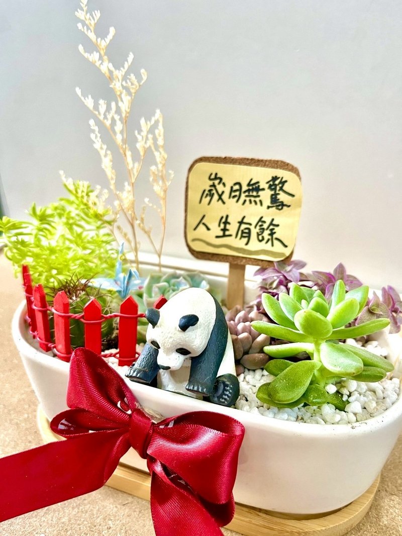 多肉組盆 多肉植物 日式熊貓 貓熊 滿月送禮 成長的意象 祝福禮 - 盆栽/植栽 - 植物．花 綠色