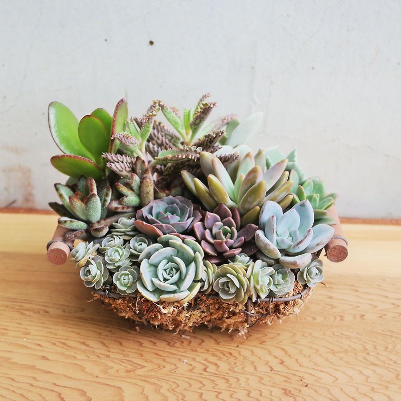 [Doudou Succulents] Housewarming│Gifts│Promotion│Succulents│Creative Planting Basket Series - ตกแต่งต้นไม้ - โลหะ หลากหลายสี