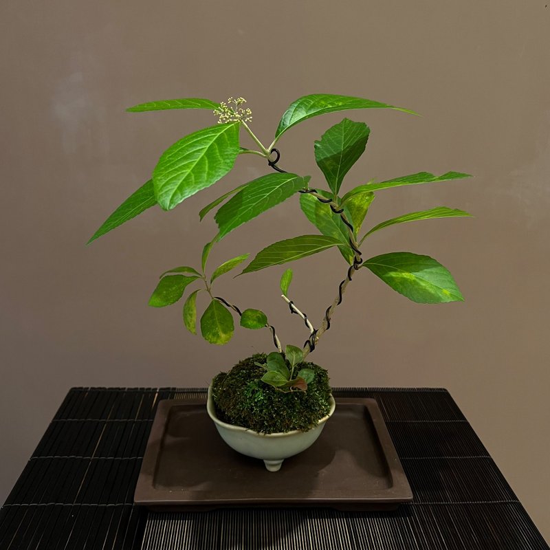 朝鮮紫珠∣青瓷花形鉢 中品盆栽 開花中 - 盆栽/植栽 - 陶 