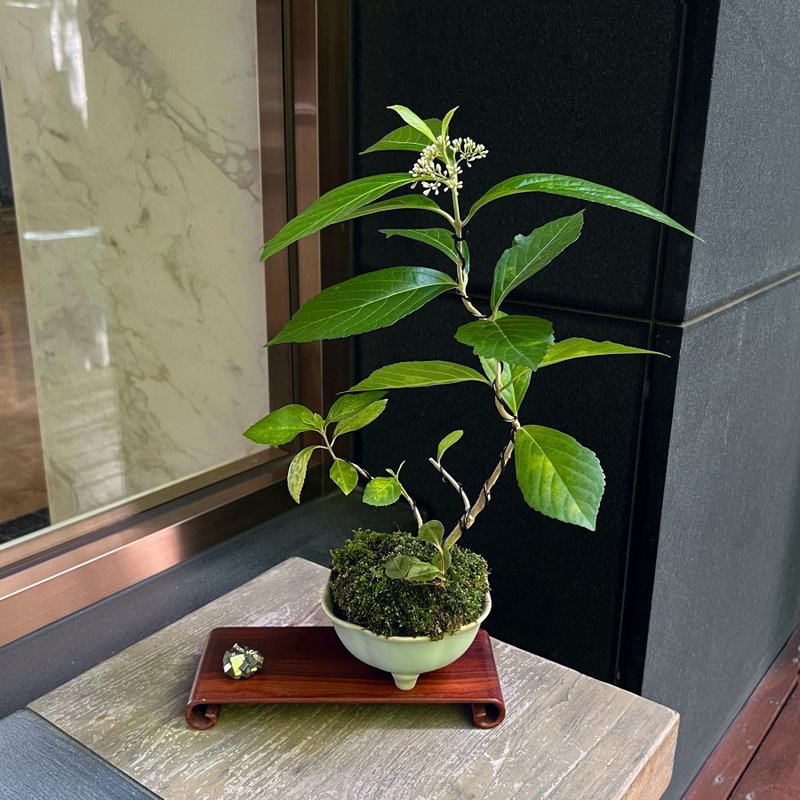 朝鮮紫珠∣青瓷花形鉢 中品盆栽 開花中 - 盆栽/植栽 - 陶 