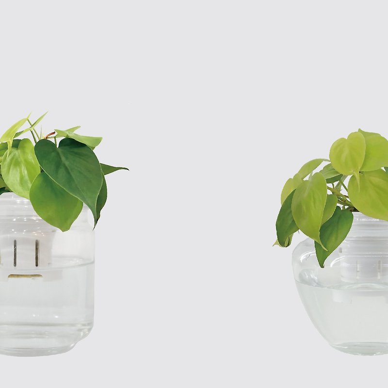 │ Glass Series│ Philodendron Heart Leaf - Kitchen and Bath Plant Hydroponic Potted Plant Air Purification - ตกแต่งต้นไม้ - แก้ว 