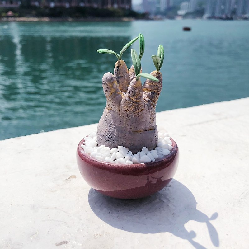 Clay Succulents — Ivory Palace Pachypodium rosulatum - Plants - Clay 