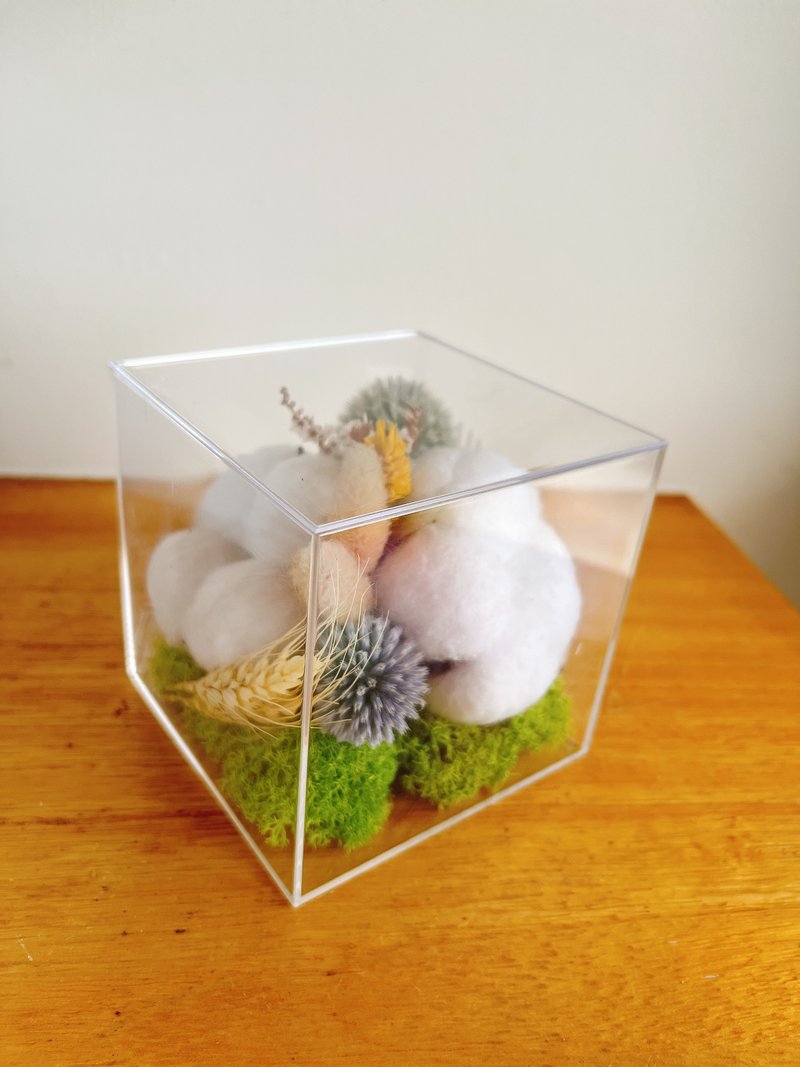 Pure Natural Dry Cotton Cubes Gift Ornament Potted Potted - Dried Flowers & Bouquets - Plants & Flowers White