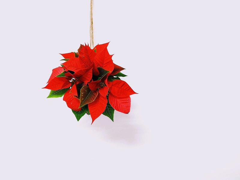 クリスマスレッド苔玉│室内装飾│観葉植物│ - 観葉植物 - 寄せ植え・花 レッド
