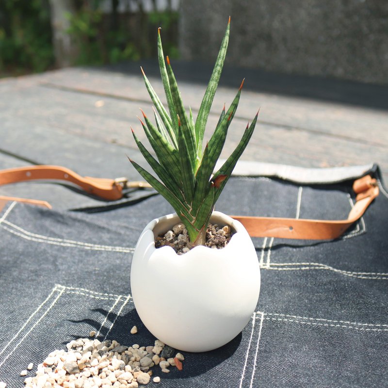 【雞蛋哲學】蛋型盆器+多肉植物 組盆 - 盆栽/植栽 - 陶 