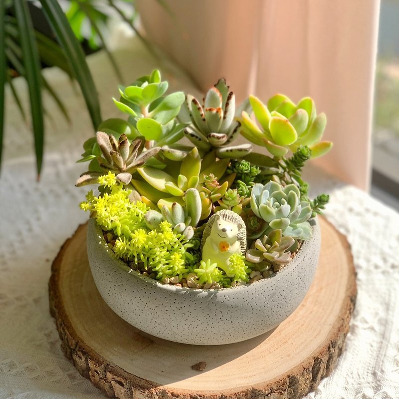-Opening Ceremony-Cement Succulent Basin -round style.New Home Completed - Plants - Plants & Flowers Green