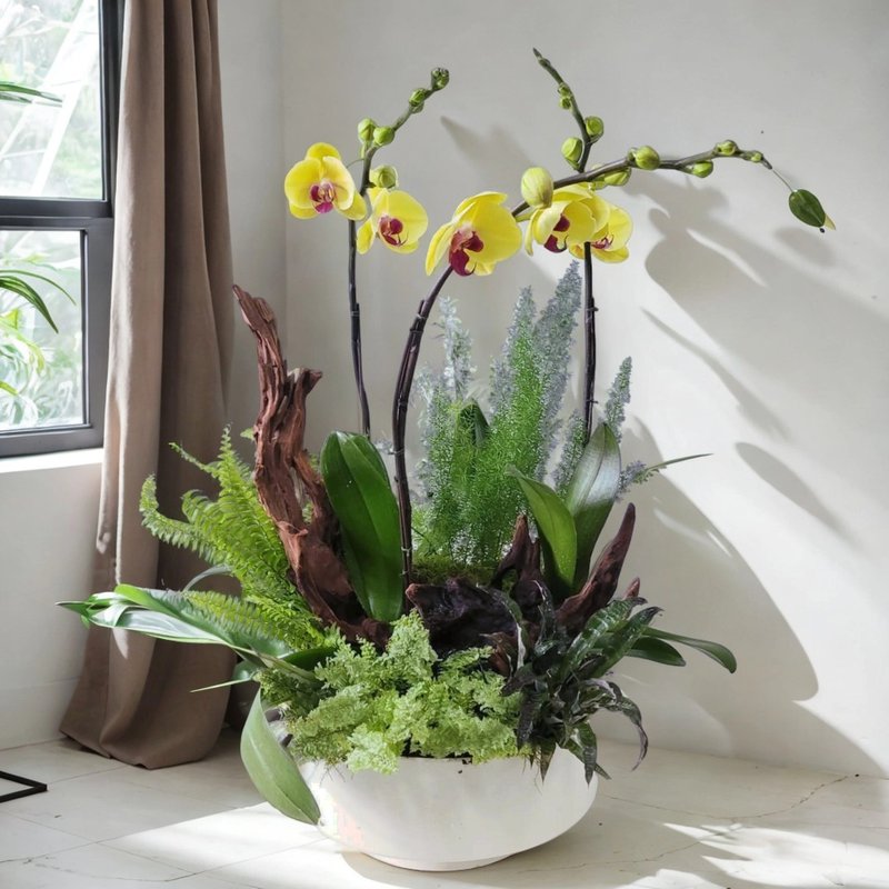 蝴蝶蘭3棵及造型木植物盆景 GF00185 - 盆栽/植栽 - 植物．花 