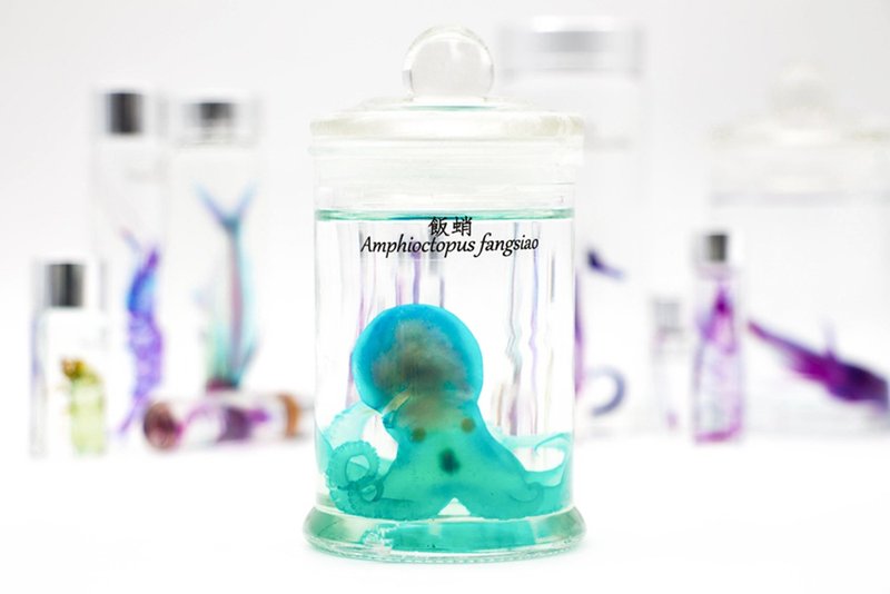 透明生物標本 - 飯蛸 Amphioctopus fangsiao - 擺飾/家飾品 - 玻璃 