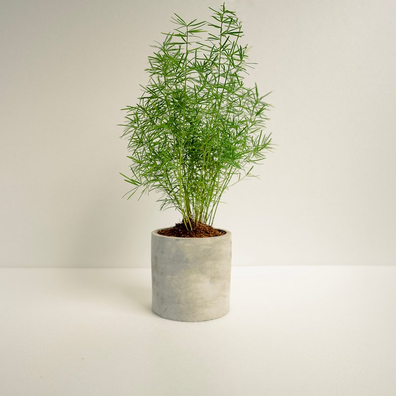 Wu Bamboo│Clay Series│Fu Planted - Plants - Cement Green