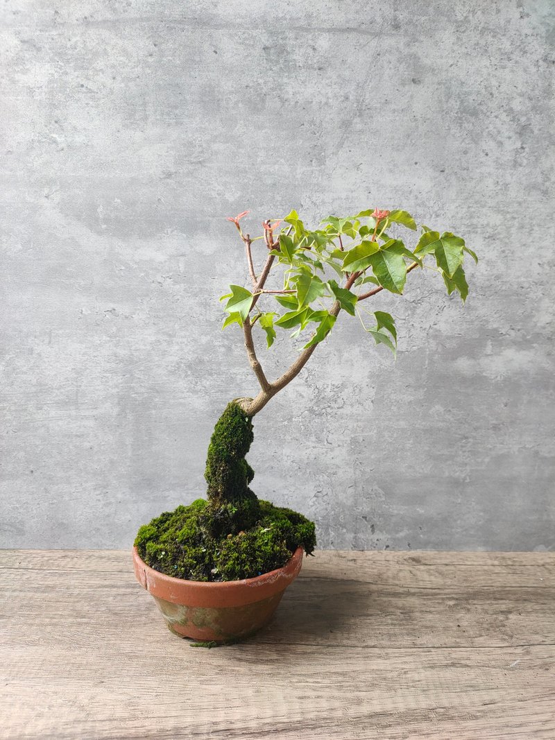 三角楓 - 盆栽/植栽 - 植物．花 