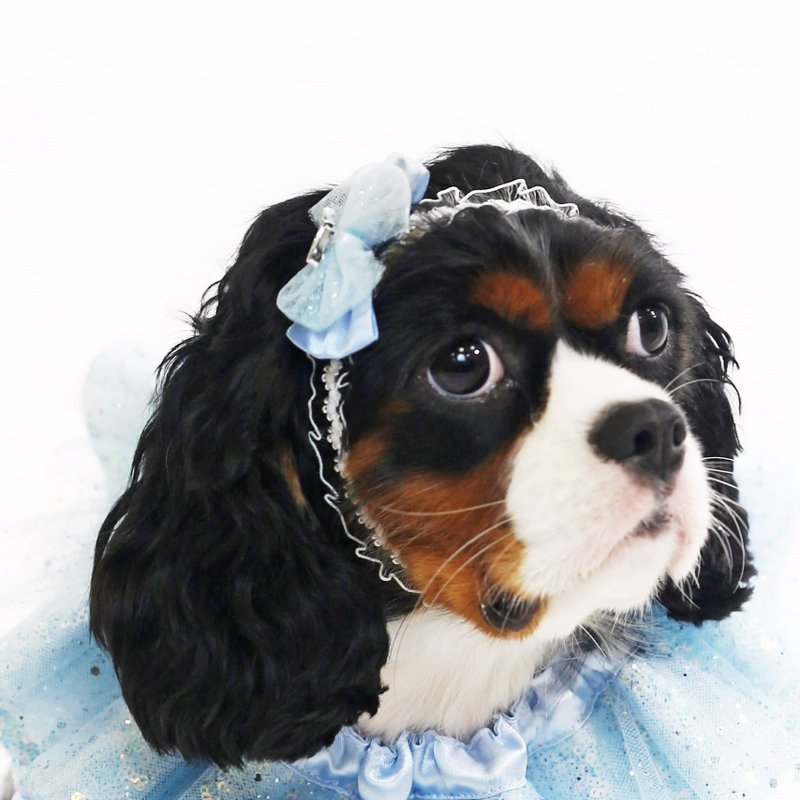 Blue Princess Headband Pet Accessories - ชุดสัตว์เลี้ยง - เส้นใยสังเคราะห์ 