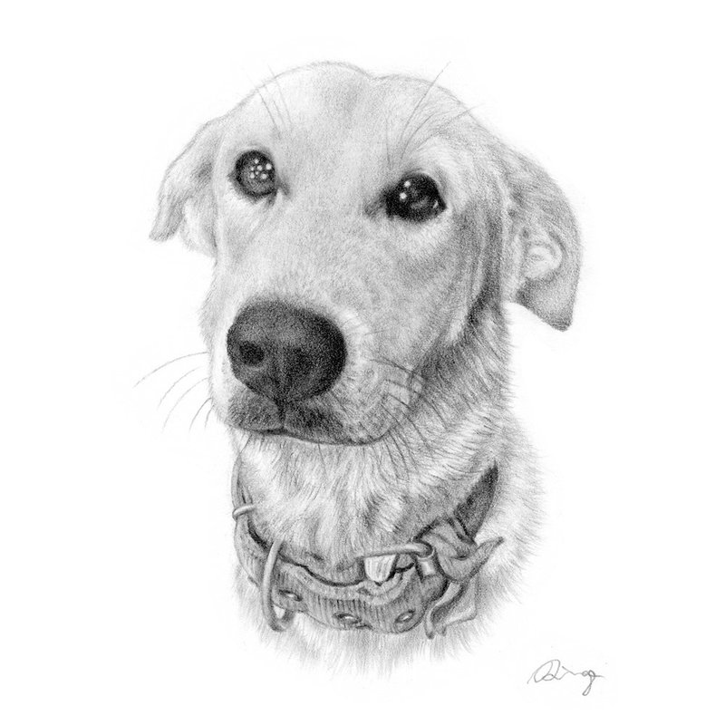 Pencil Sketch Custom Pet Portrait Drawing with Frame - ภาพวาดบุคคล - กระดาษ สีเทา