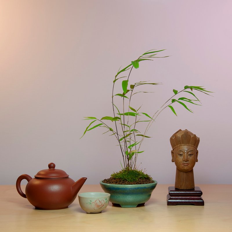 小品盆景/內門竹 - 盆栽/植栽 - 植物．花 