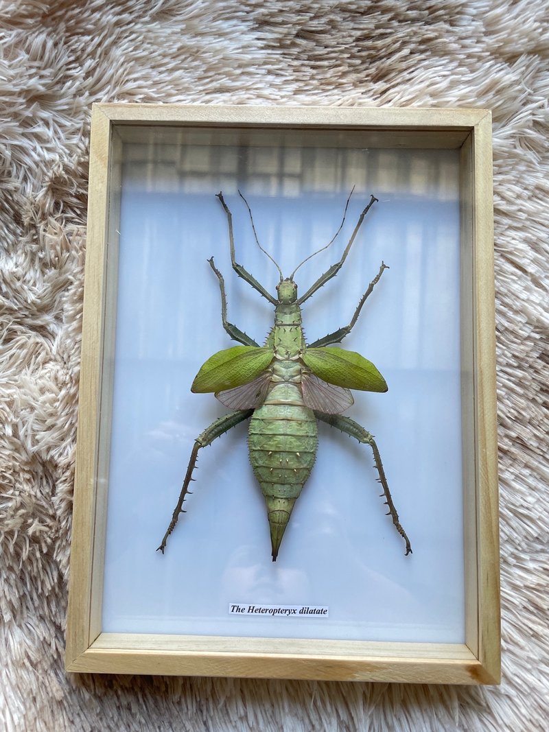 Real Real Heteropteryx dilatata Taxidermy Insect In Display Wood Frame Home Deco - Items for Display - Wood Brown