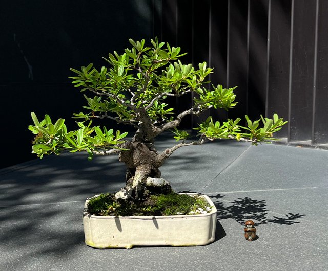 紅果狀元紅∣小品盆景貴風盆栽mu bonsai 翠庭｜盆栽/植栽人氣榜