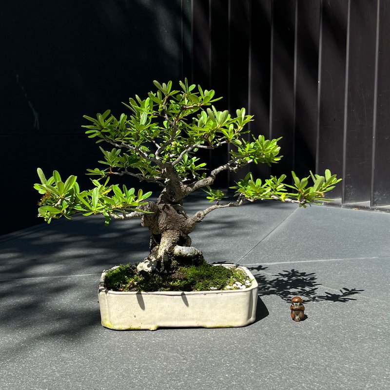 紅果狀元紅∣小品盆景 貴風盆栽 - 盆栽/植栽 - 陶 