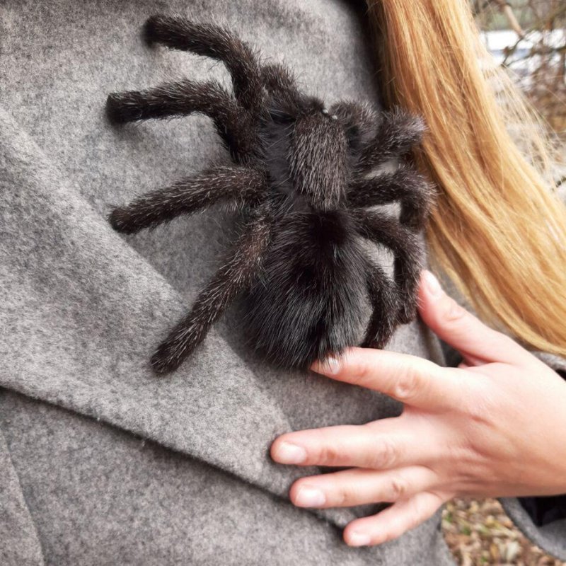 Black Spider Brooch Insect Pin Gothic Cosplay Jewelry Real Fur Accessories - Brooches - Genuine Leather Black