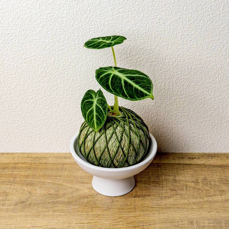 苔球植物 忍者觀音蓮墨綠苔球加磨砂高腳缽 苔球 苔玉 禮物 送禮 - 盆栽/植栽 - 植物．花 綠色