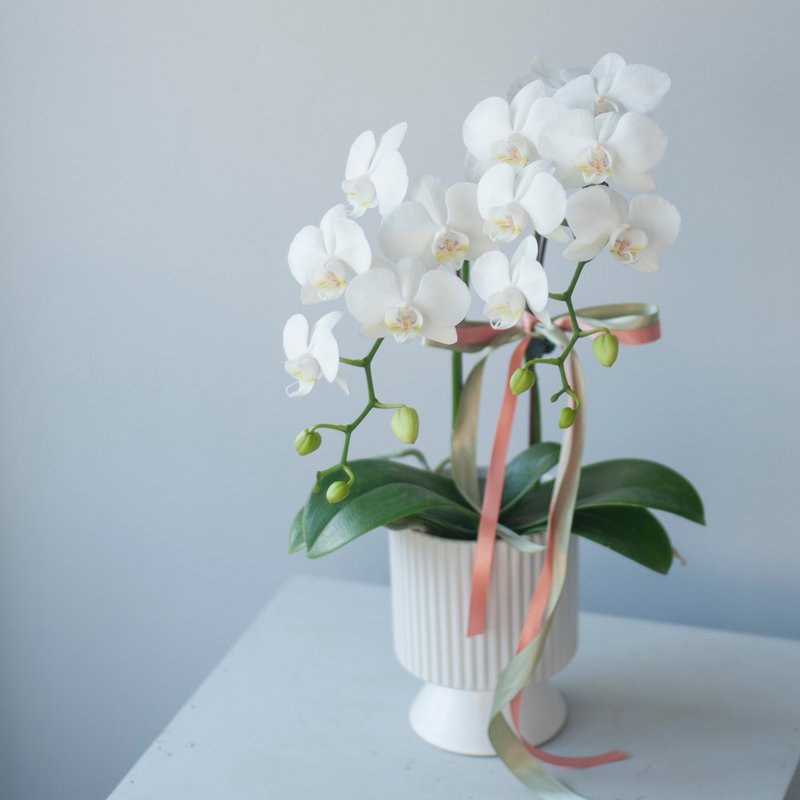 Elegant white orchid potted plant | Rongsheng | Opening gift | Home decoration - Plants - Plants & Flowers White