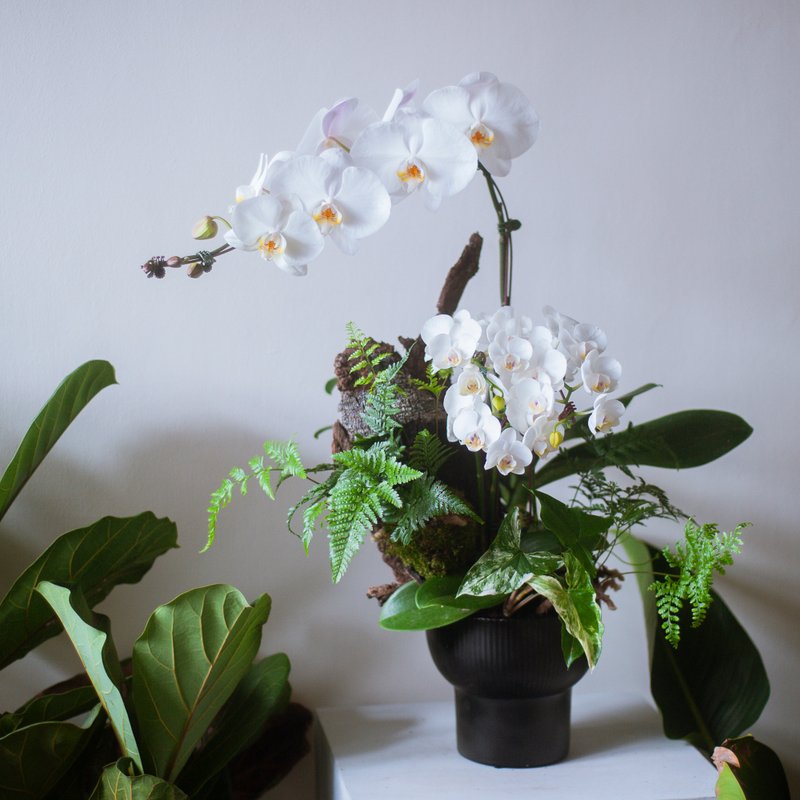 White Orchid Foliage Potted Plant | Rongsheng | Opening Gift | Home Decoration - ตกแต่งต้นไม้ - พืช/ดอกไม้ ขาว