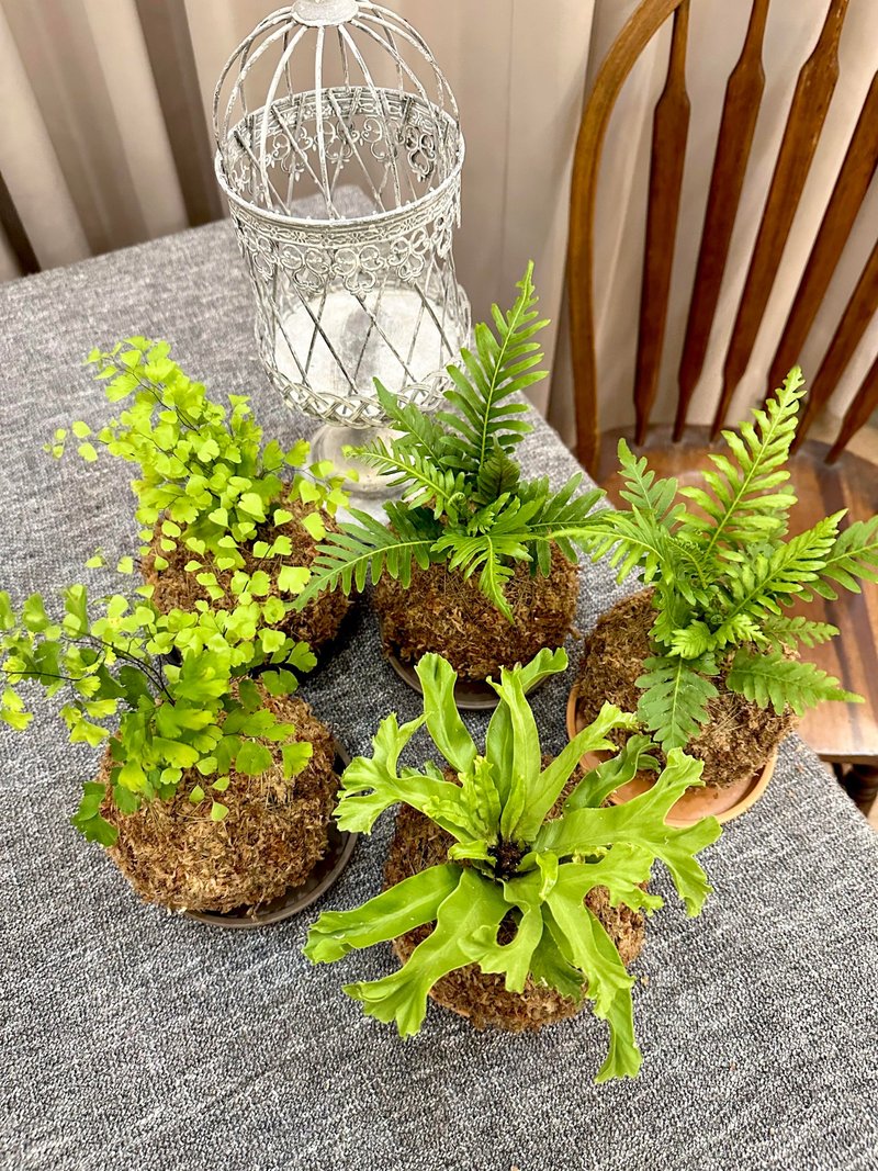 【觀葉苔球】水苔球 居家植物 觀葉植物 室內植物 開幕送禮 - 植栽/盆栽 - 植物．花 