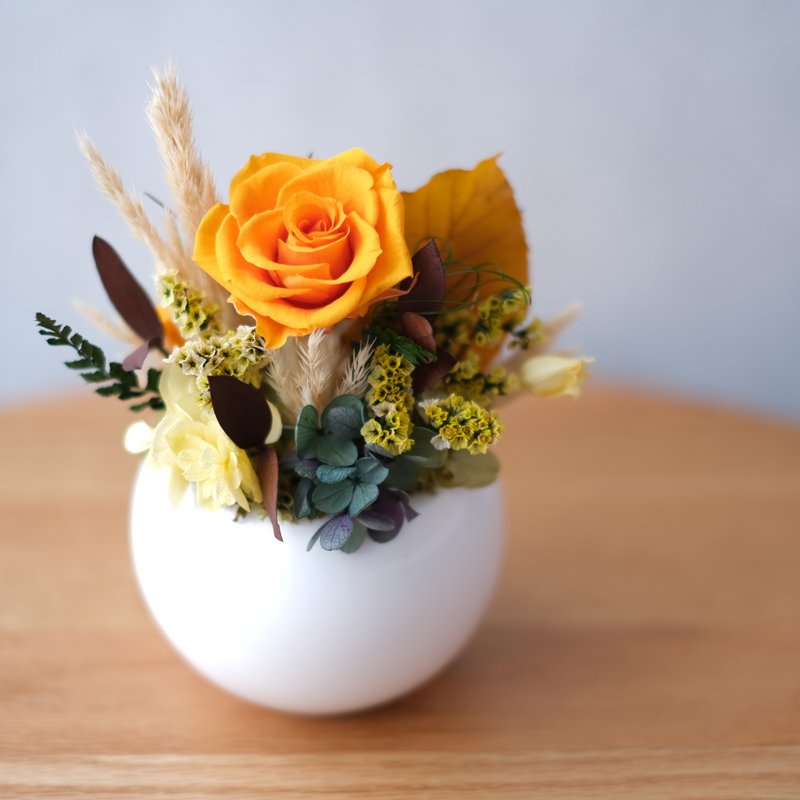 【Sun】Small everlasting potted flowers - Dried Flowers & Bouquets - Plants & Flowers 